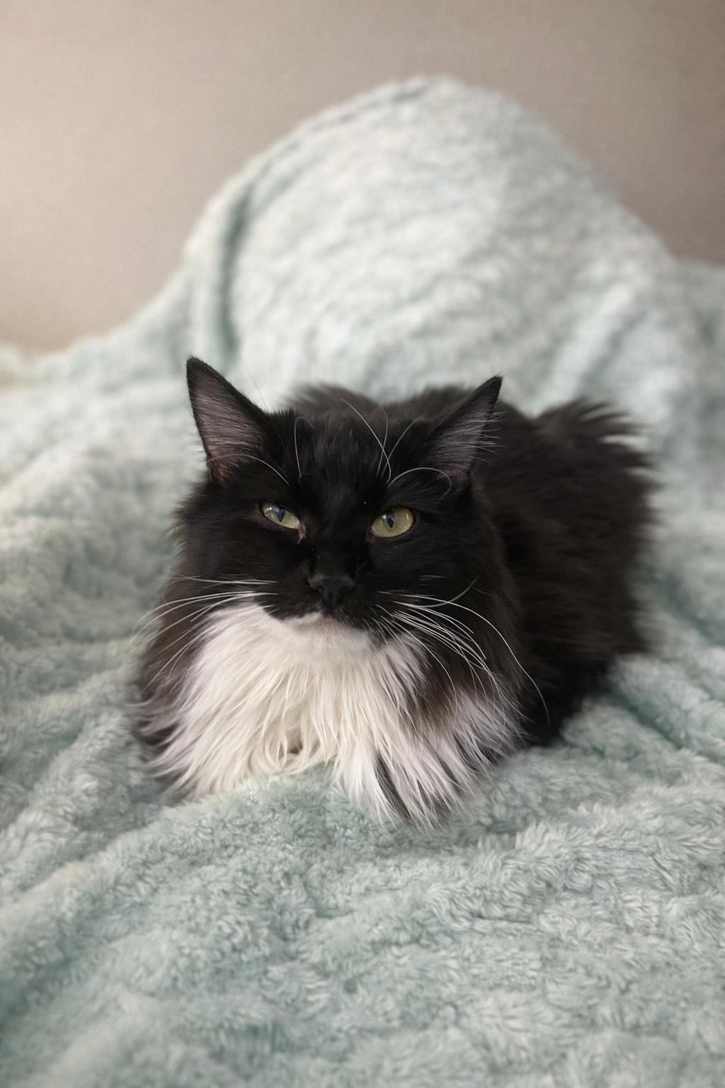 Enlarge Max =^,^=, an adopted Domestic Long Hair in Jacksonville, FL image 3/5