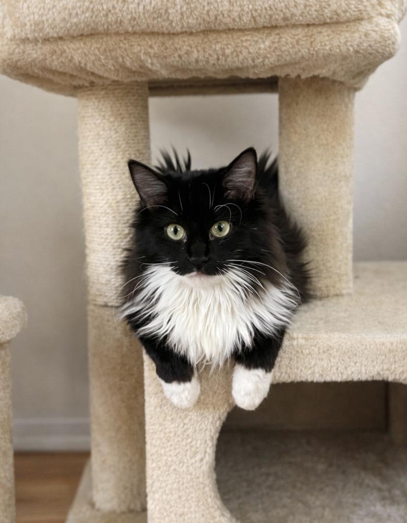 Enlarge Max =^,^=, an adopted Domestic Long Hair in Jacksonville, FL image 1/5