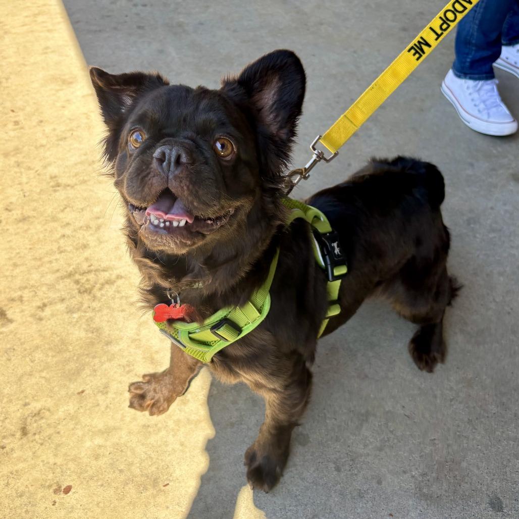 Bijou, Adoptable, Adult Female French Bulldog.