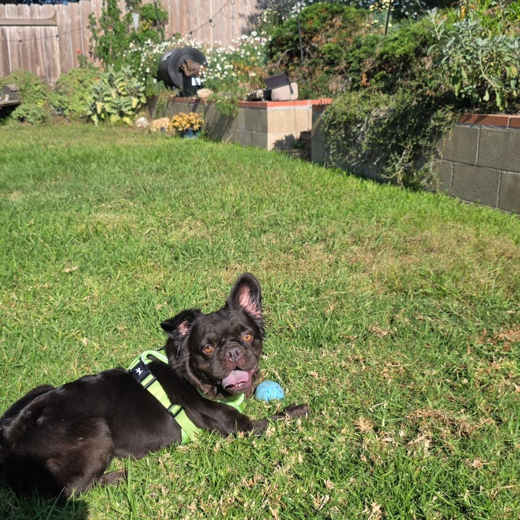 Bijou, a Adoptable French Bulldog in Oceanside, CA image 2/6