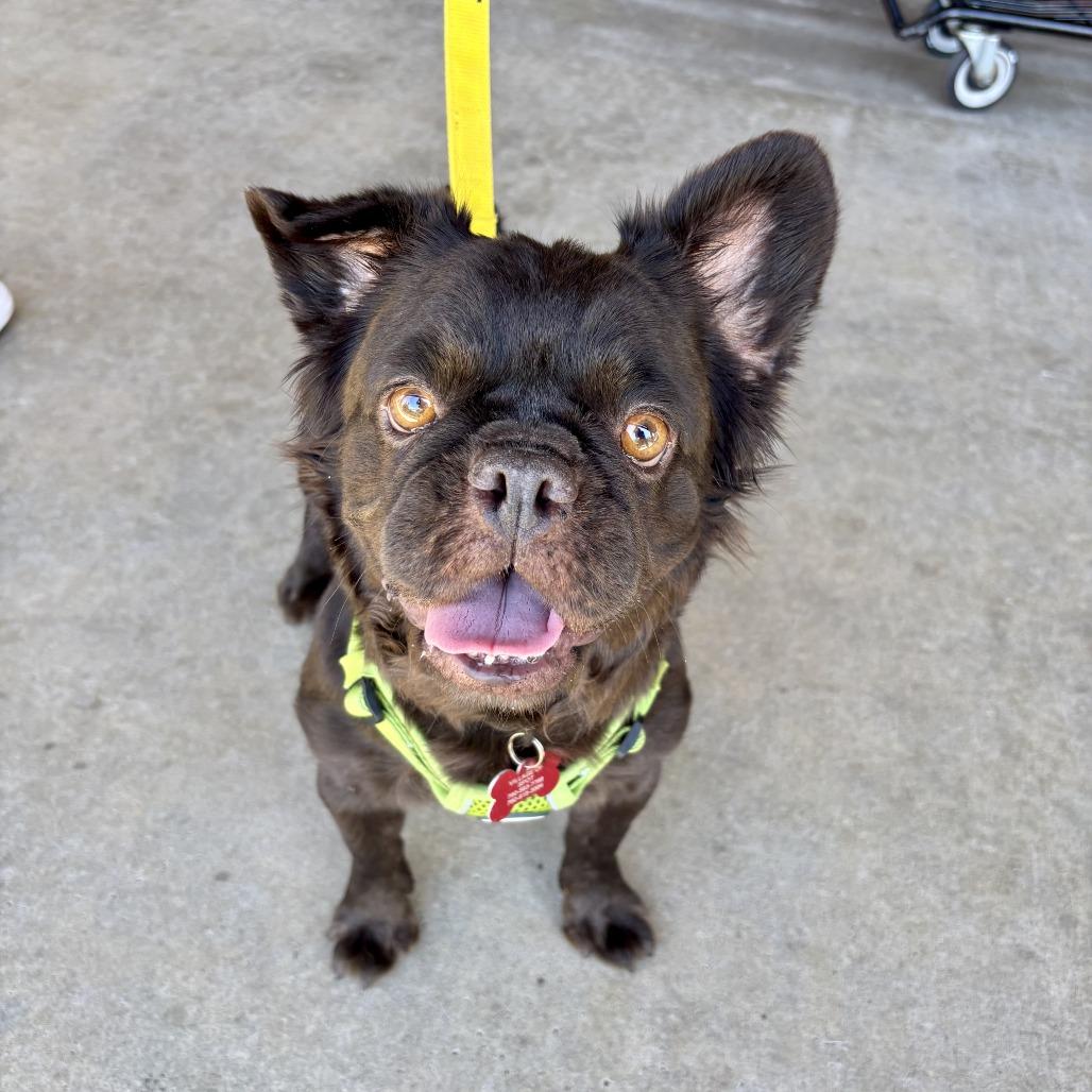 Bijou, a Adoptable French Bulldog in Oceanside, CA image 3/6