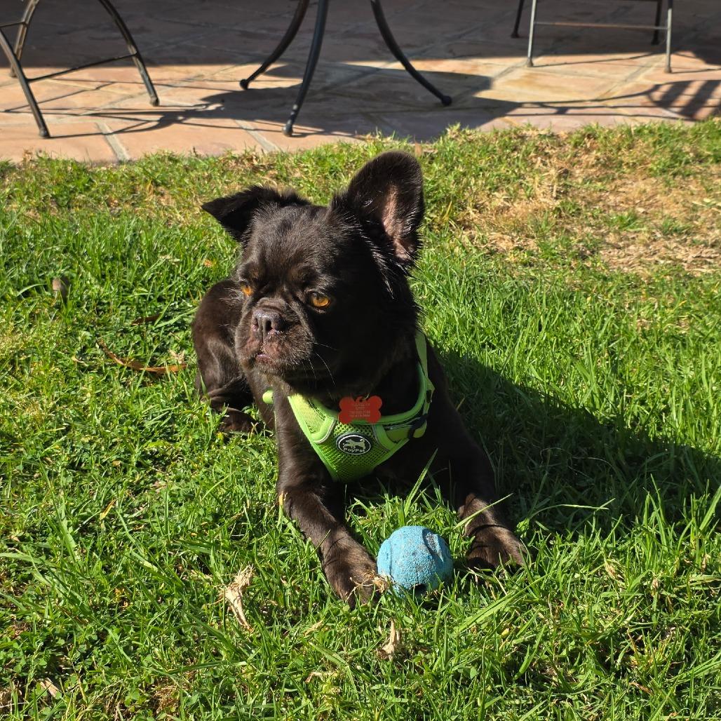 Bijou, a Adoptable French Bulldog in Oceanside, CA image 4/6
