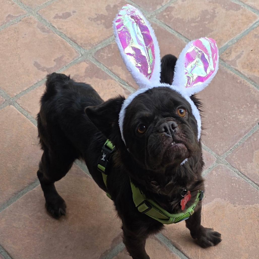 Bijou, a Adoptable French Bulldog in Oceanside, CA image 5/6