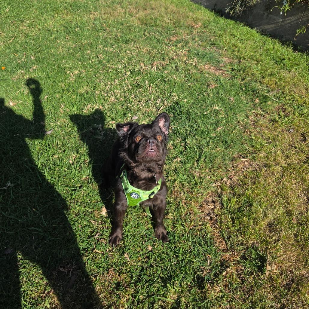 Bijou, a Adoptable French Bulldog in Oceanside, CA image 6/6