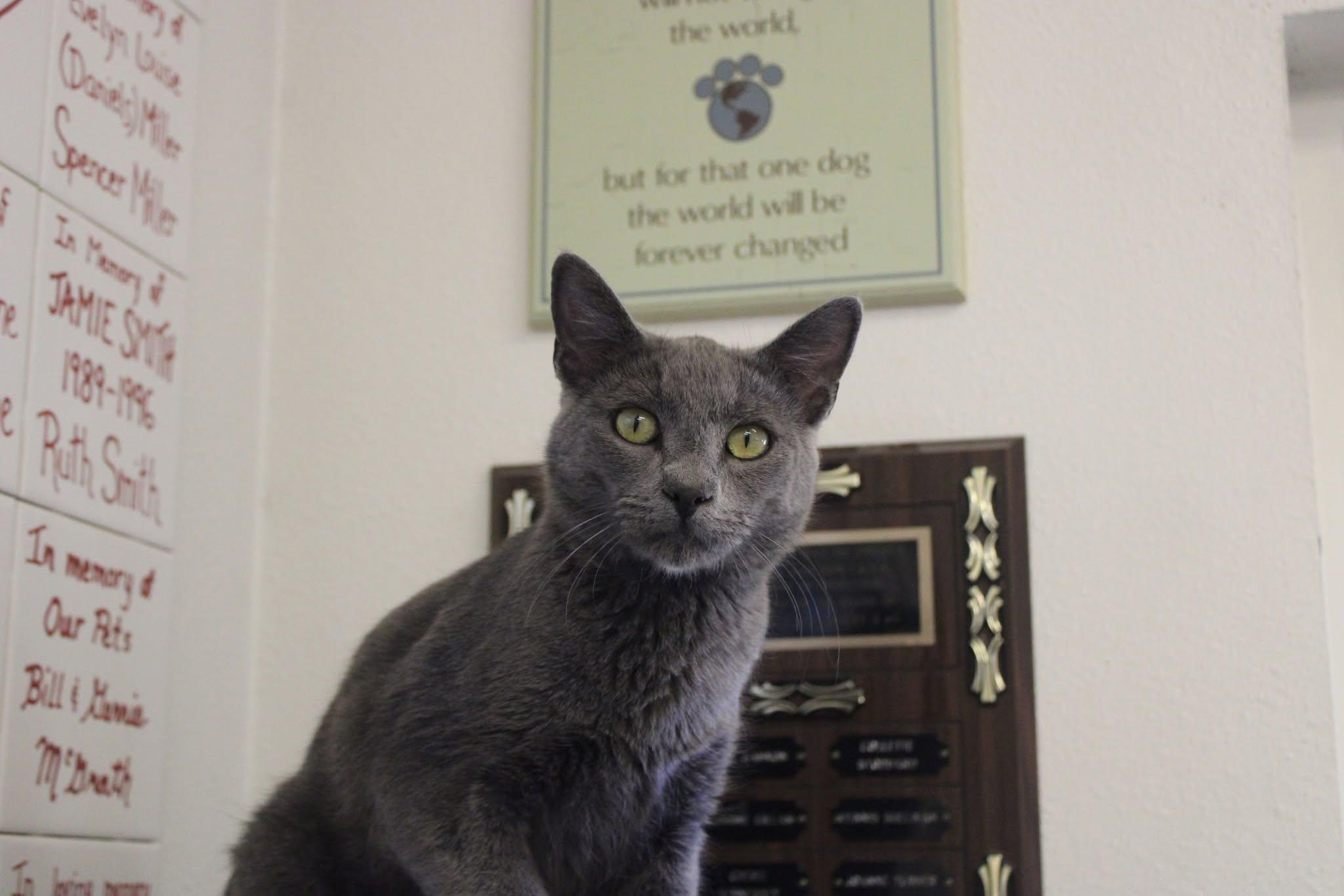 Slim, an adoptable Domestic Short Hair in Weaverville, CA, 96093 | Photo Image 6