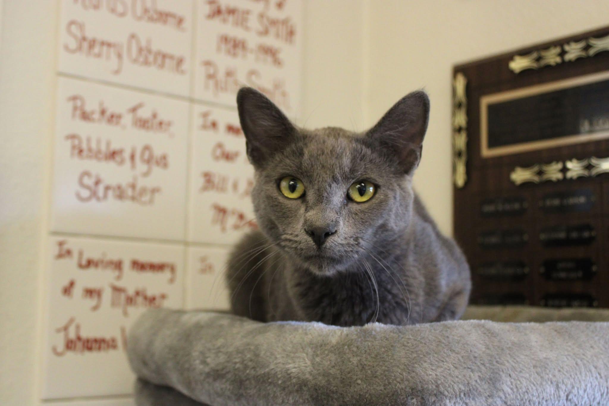 Slim, an adoptable Domestic Short Hair in Weaverville, CA, 96093 | Photo Image 4