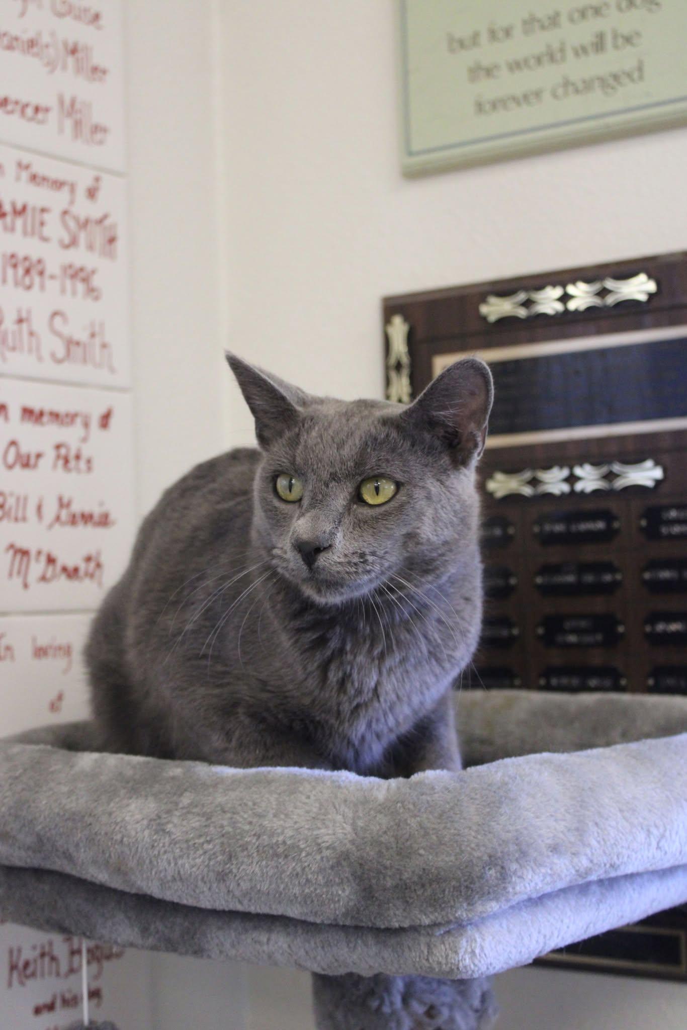 Slim, an adoptable Domestic Short Hair in Weaverville, CA, 96093 | Photo Image 1