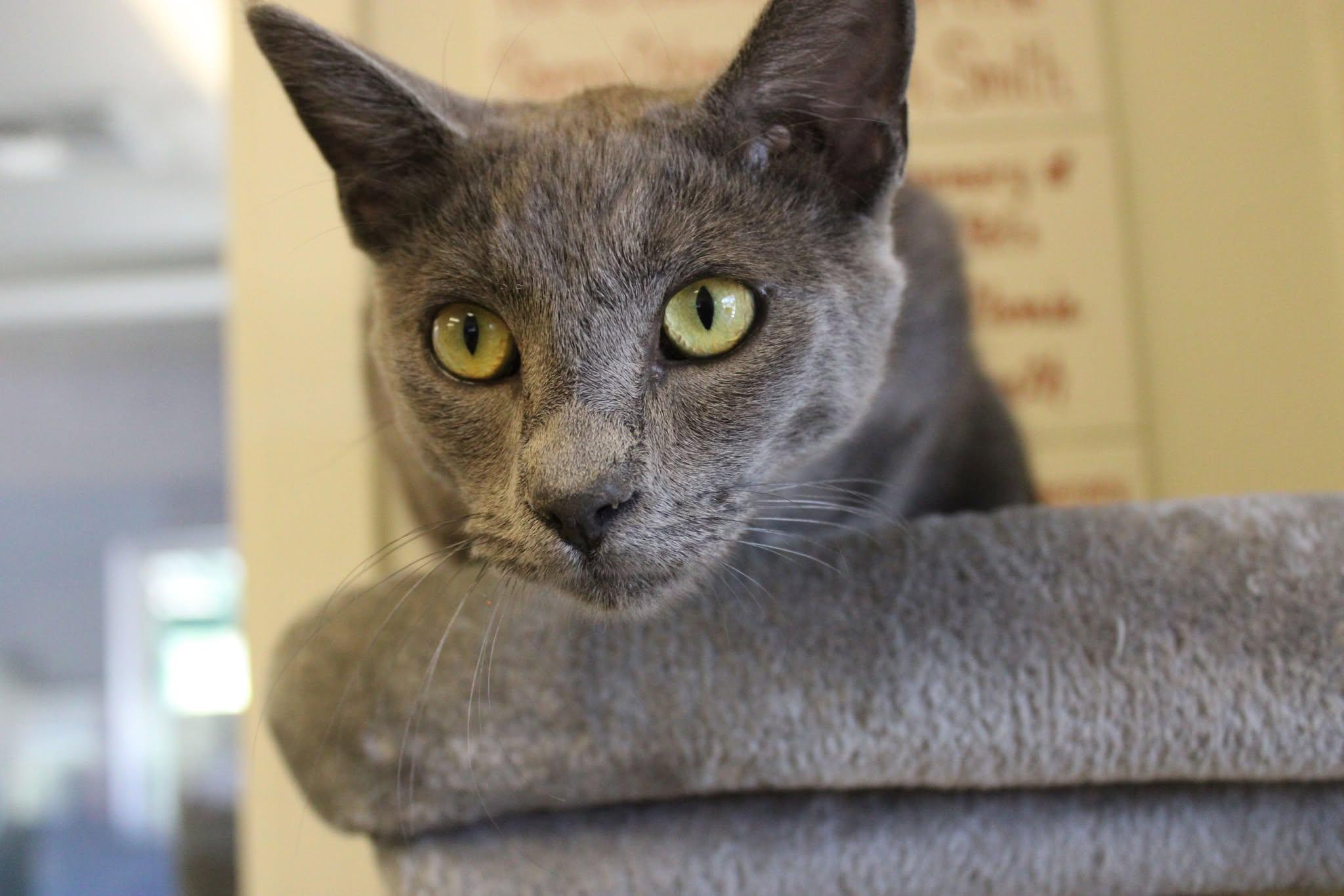 Slim, an adoptable Domestic Short Hair in Weaverville, CA, 96093 | Photo Image 3
