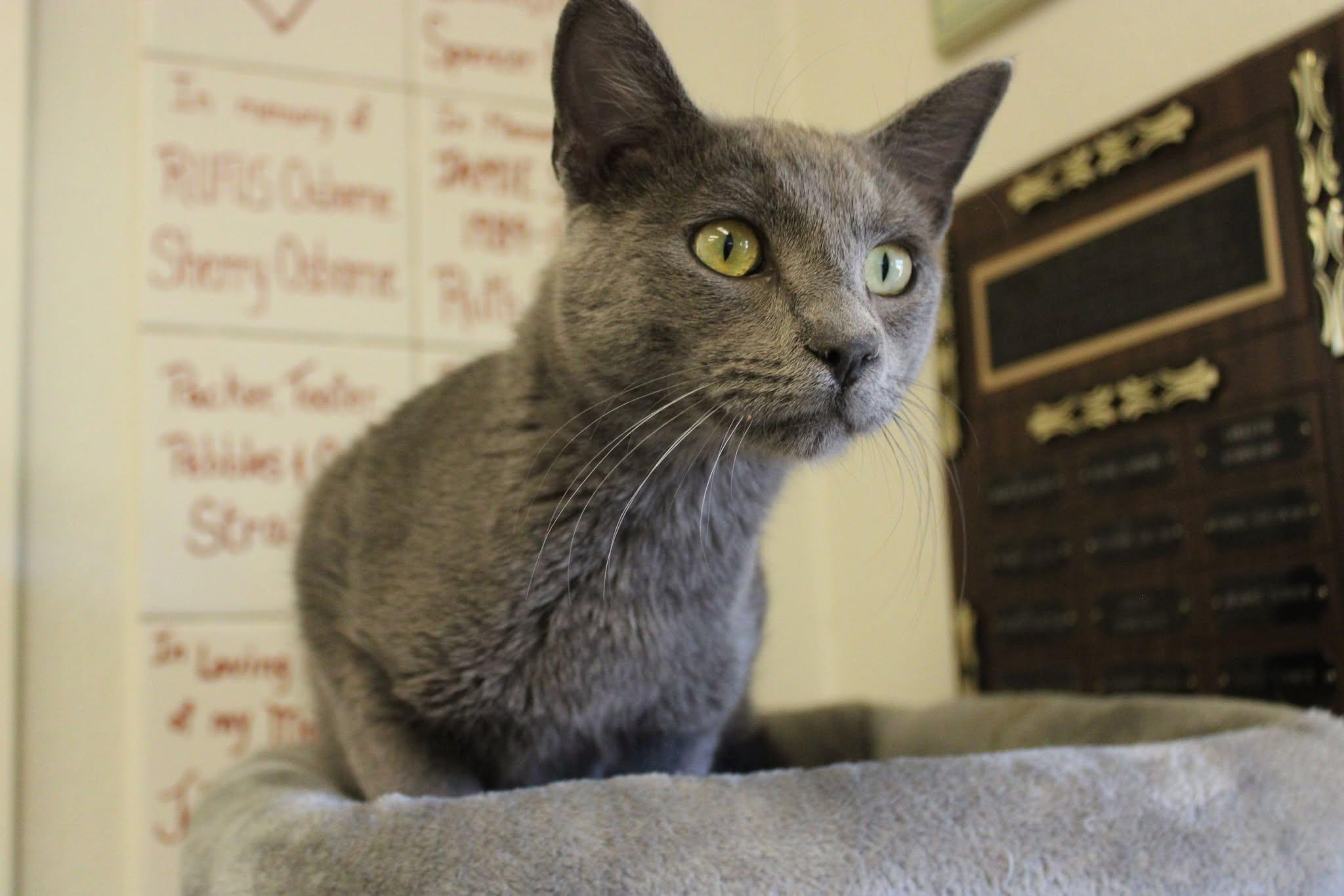 Slim, an adoptable Domestic Short Hair in Weaverville, CA, 96093 | Photo Image 2