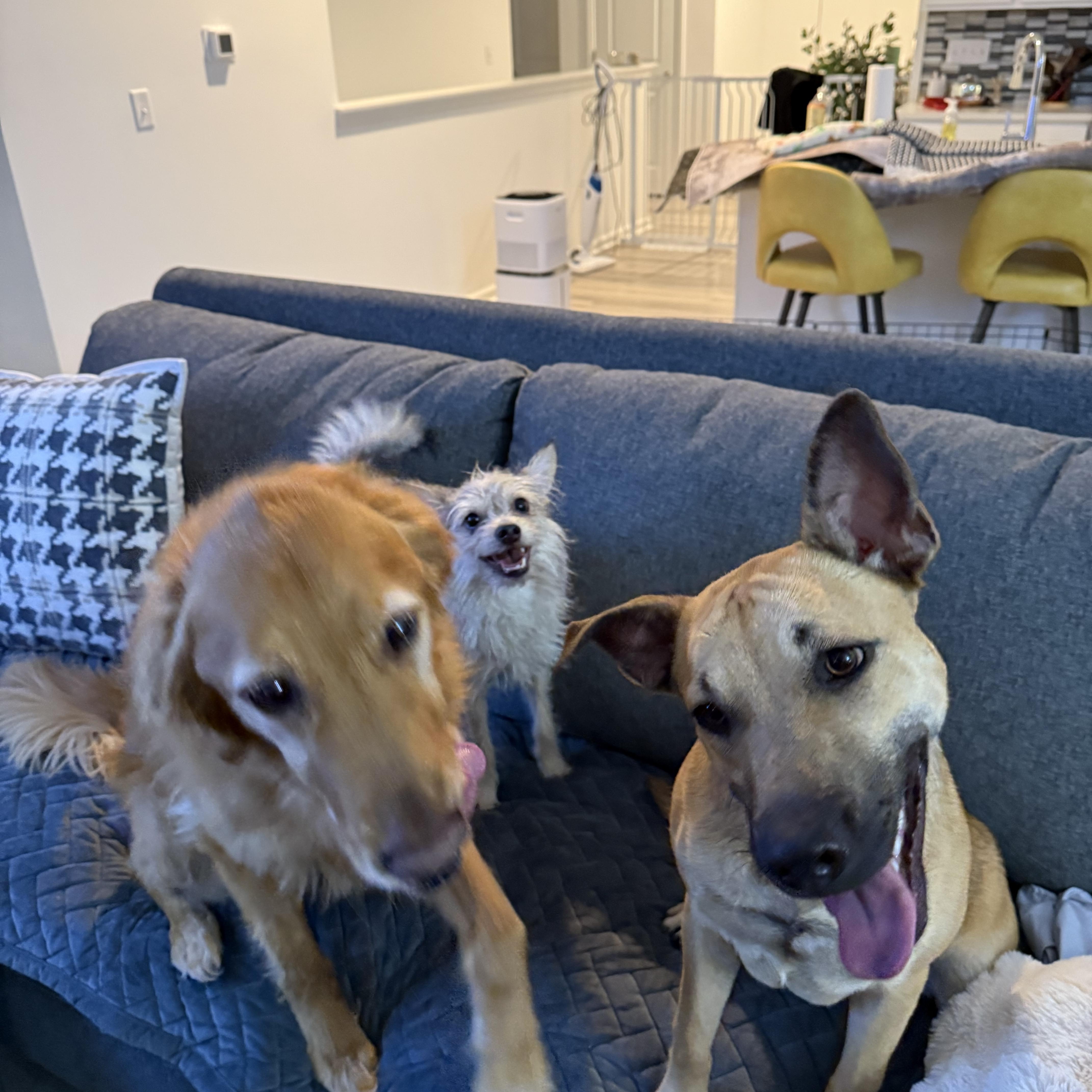 Enlarge Addy, a Adopted mixed breed in Mount Carroll, IL image 4/6