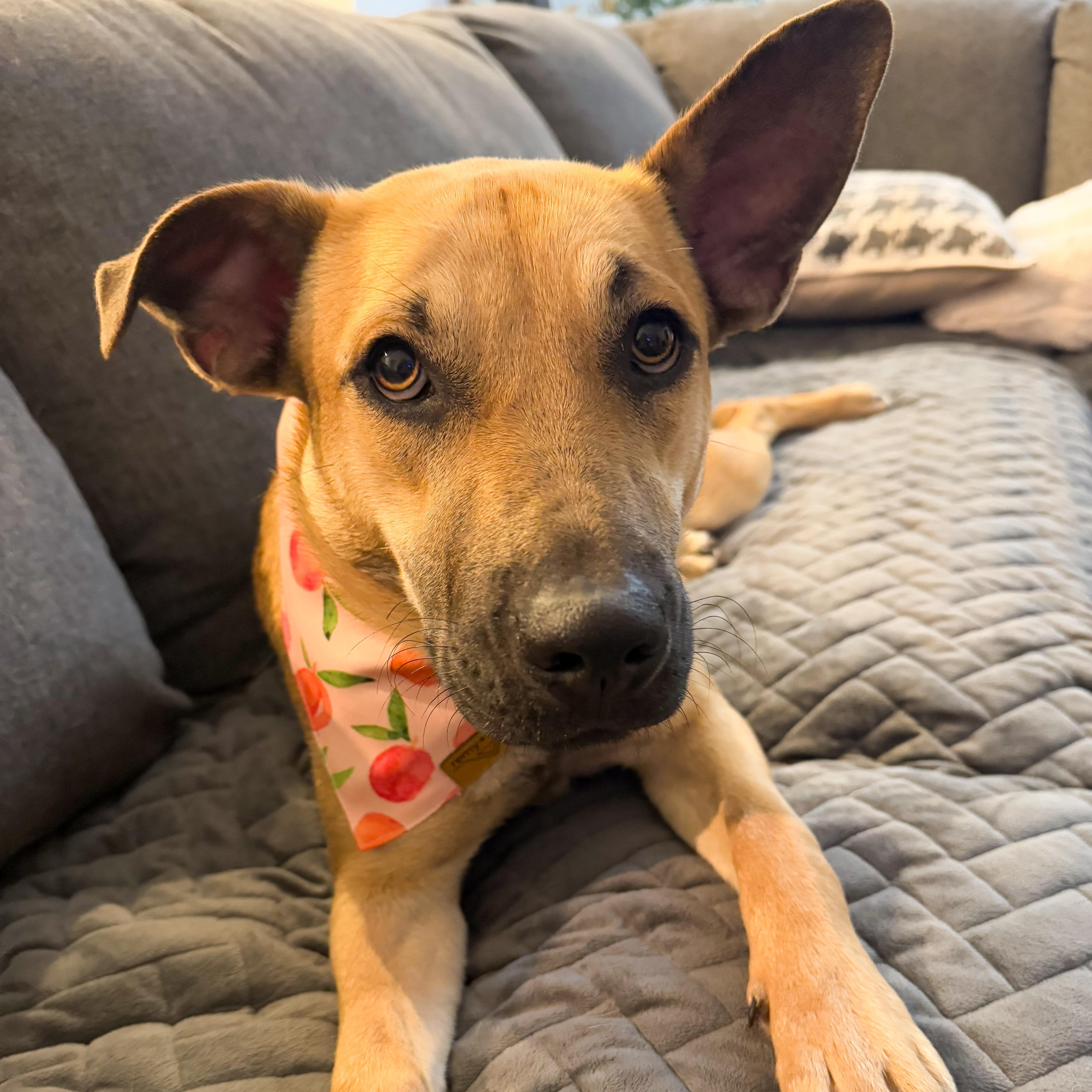 Enlarge Addy, a Adopted mixed breed in Mount Carroll, IL image 6/6