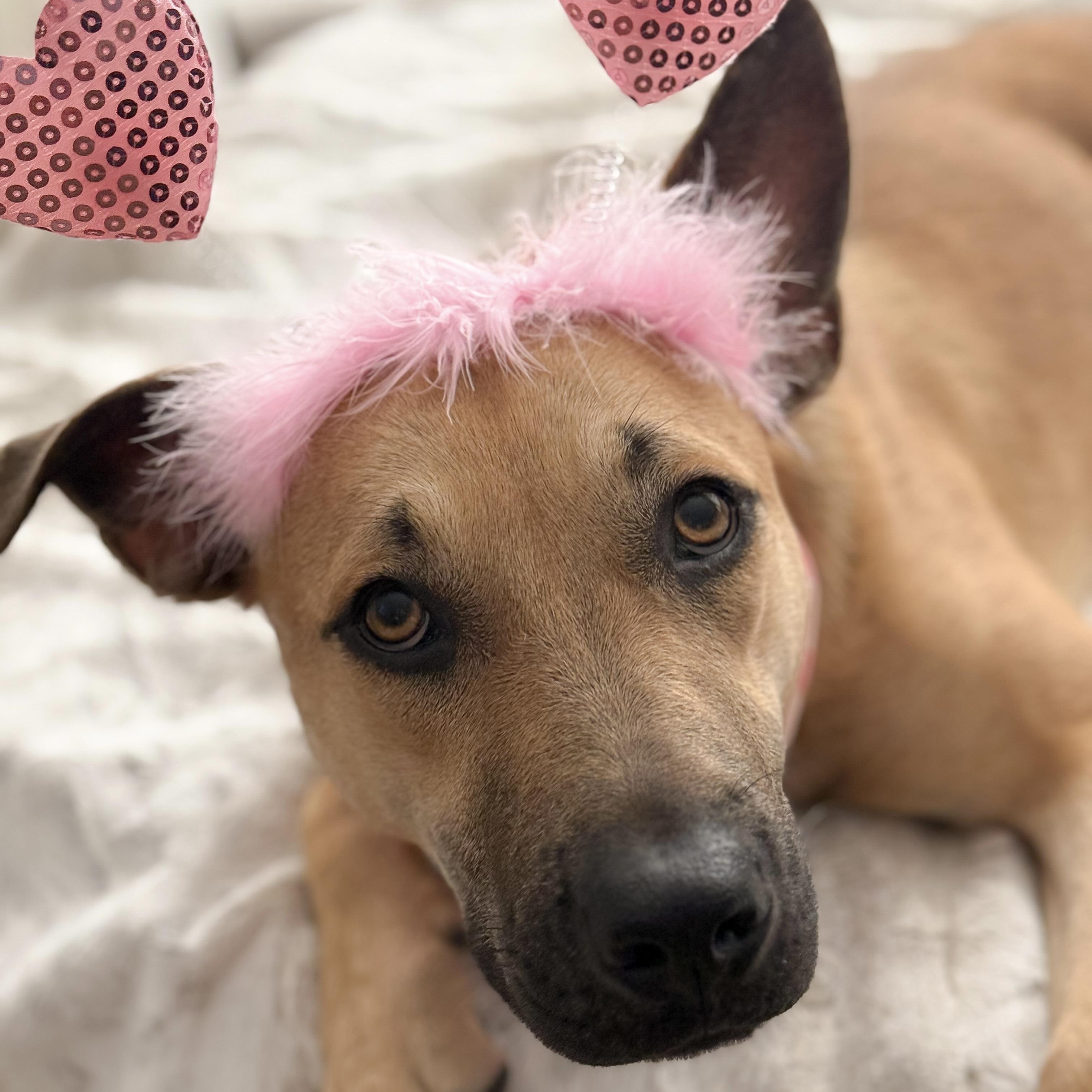 Addy, Adopted, Young Female Black Mouth Cur & German Shepherd Dog.