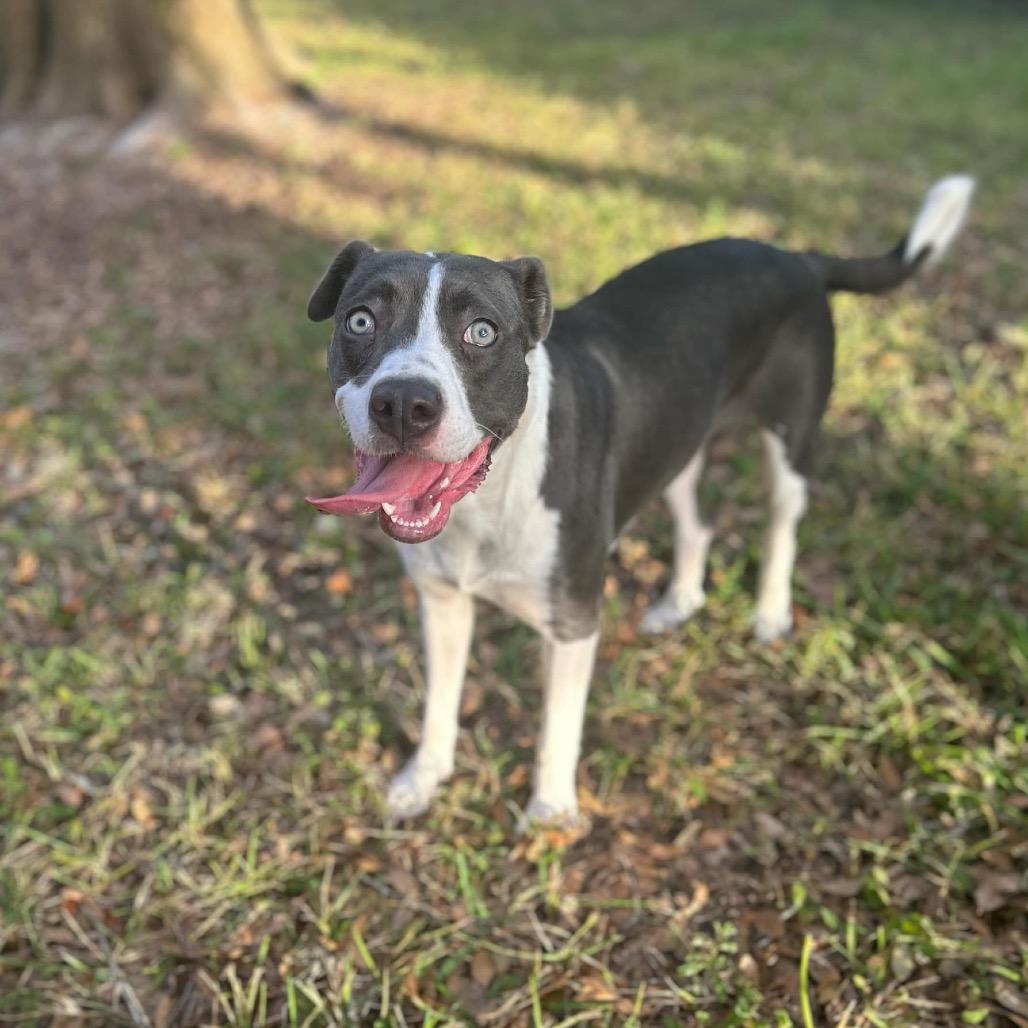 Enlarge Olive, a Adoptable mixed breed in Port Richey, FL image 1/6