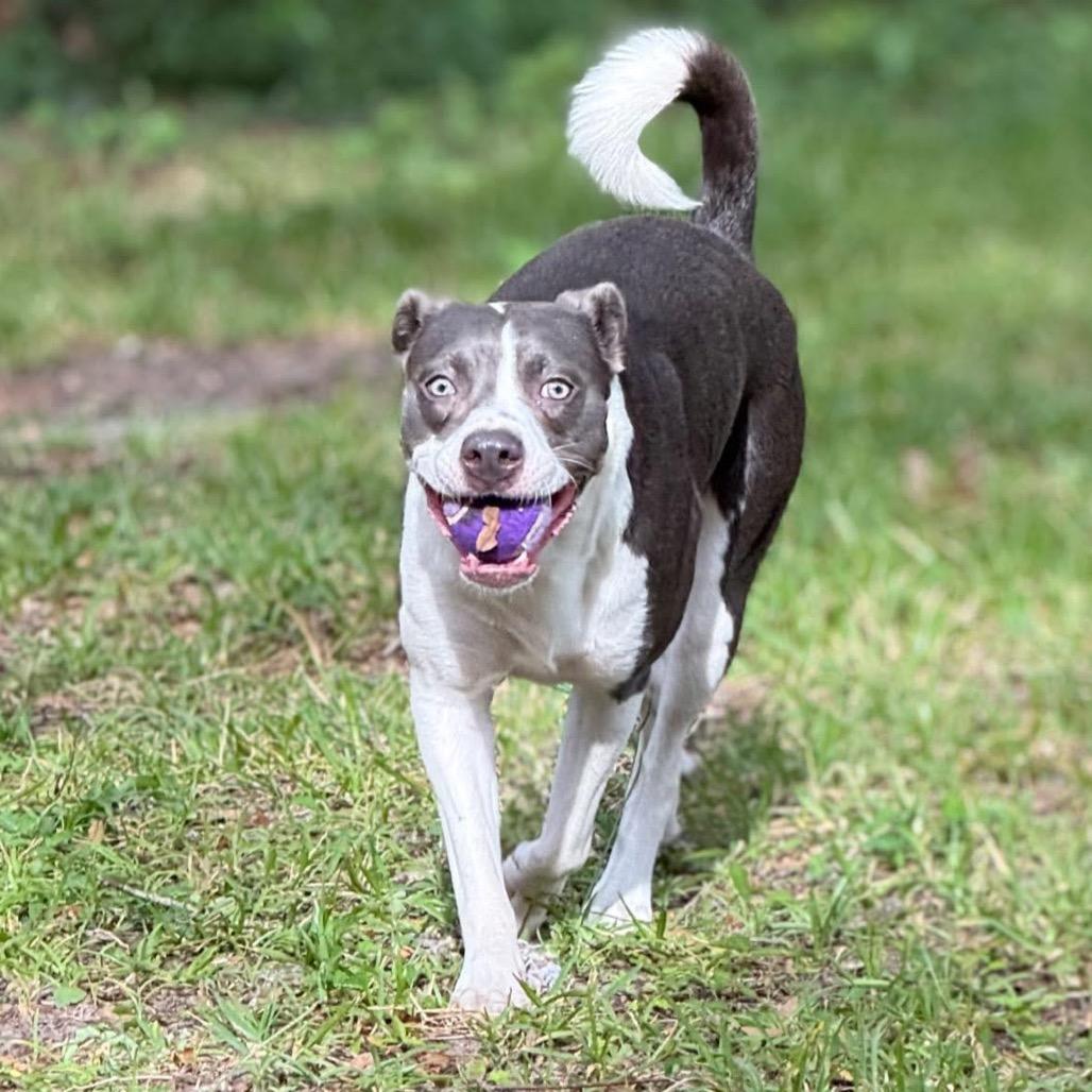 Enlarge Olive, a Adoptable mixed breed in Port Richey, FL image 2/6