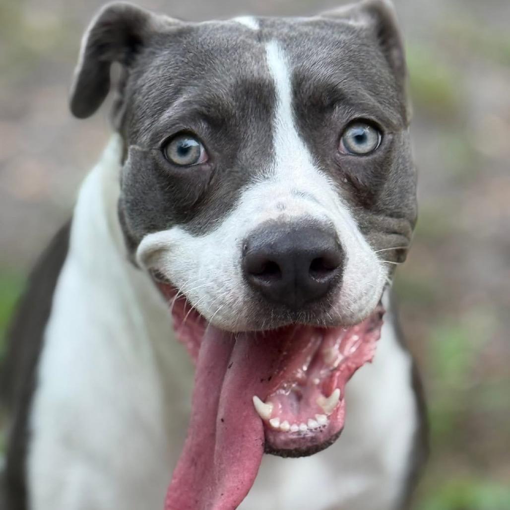 Enlarge Olive, a Adoptable mixed breed in Port Richey, FL image 3/6