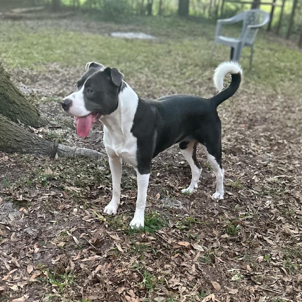 Enlarge Olive, a Adoptable mixed breed in Port Richey, FL image 4/6