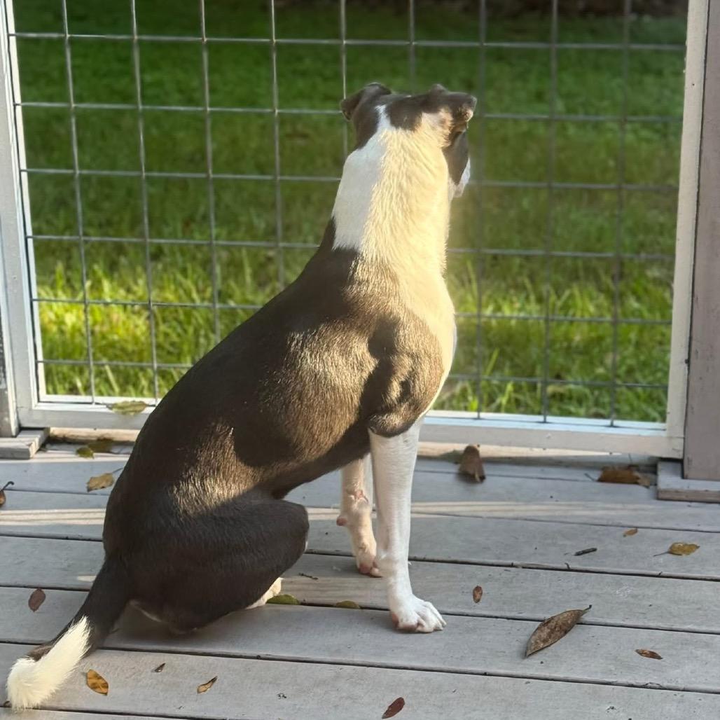 Enlarge Olive, a Adoptable mixed breed in Port Richey, FL image 5/6