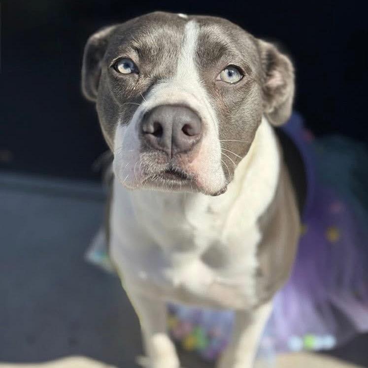 Enlarge Olive, a Adoptable mixed breed in Port Richey, FL image 6/6