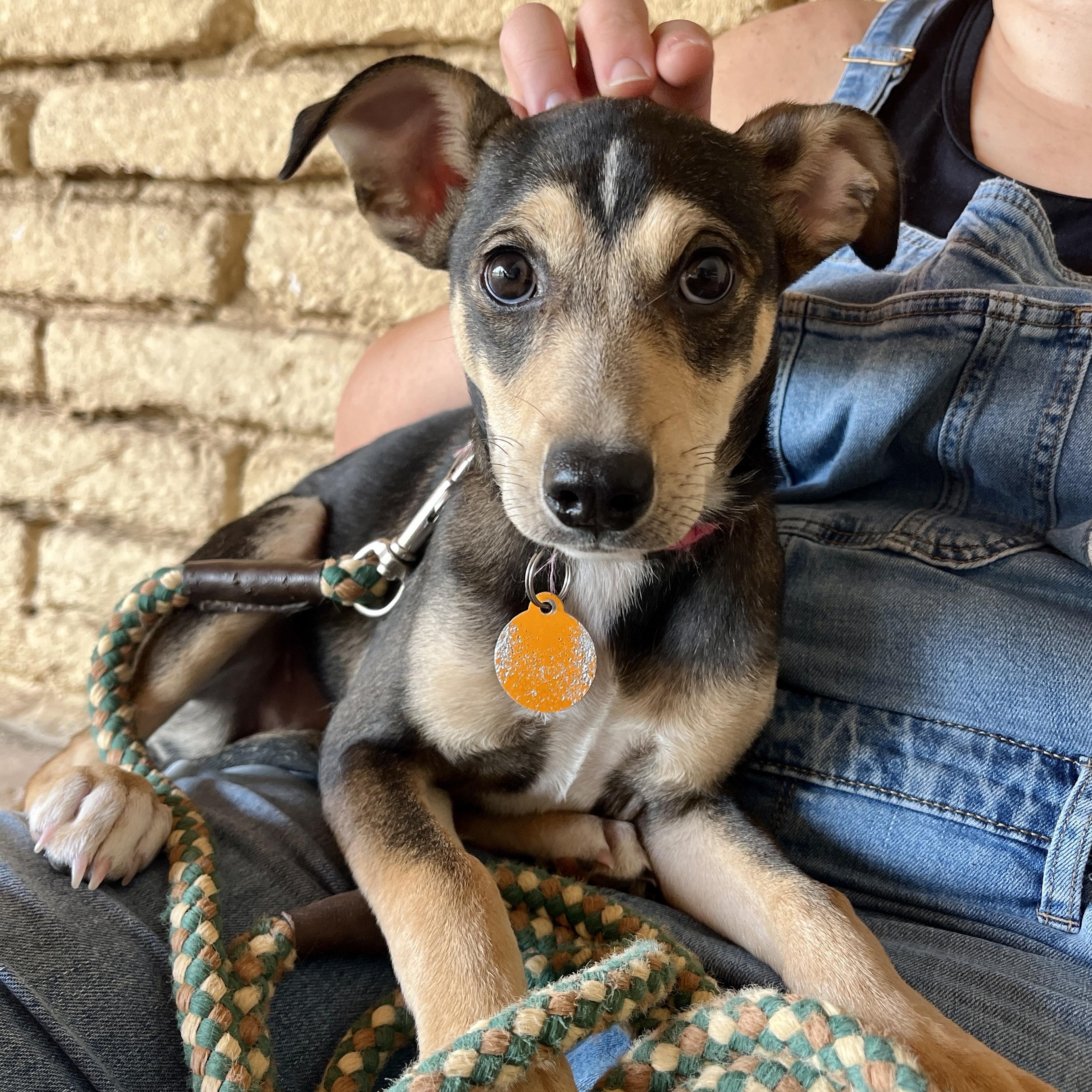 Daisy, ADOPTABLE, Puppy Female Shepherd.
