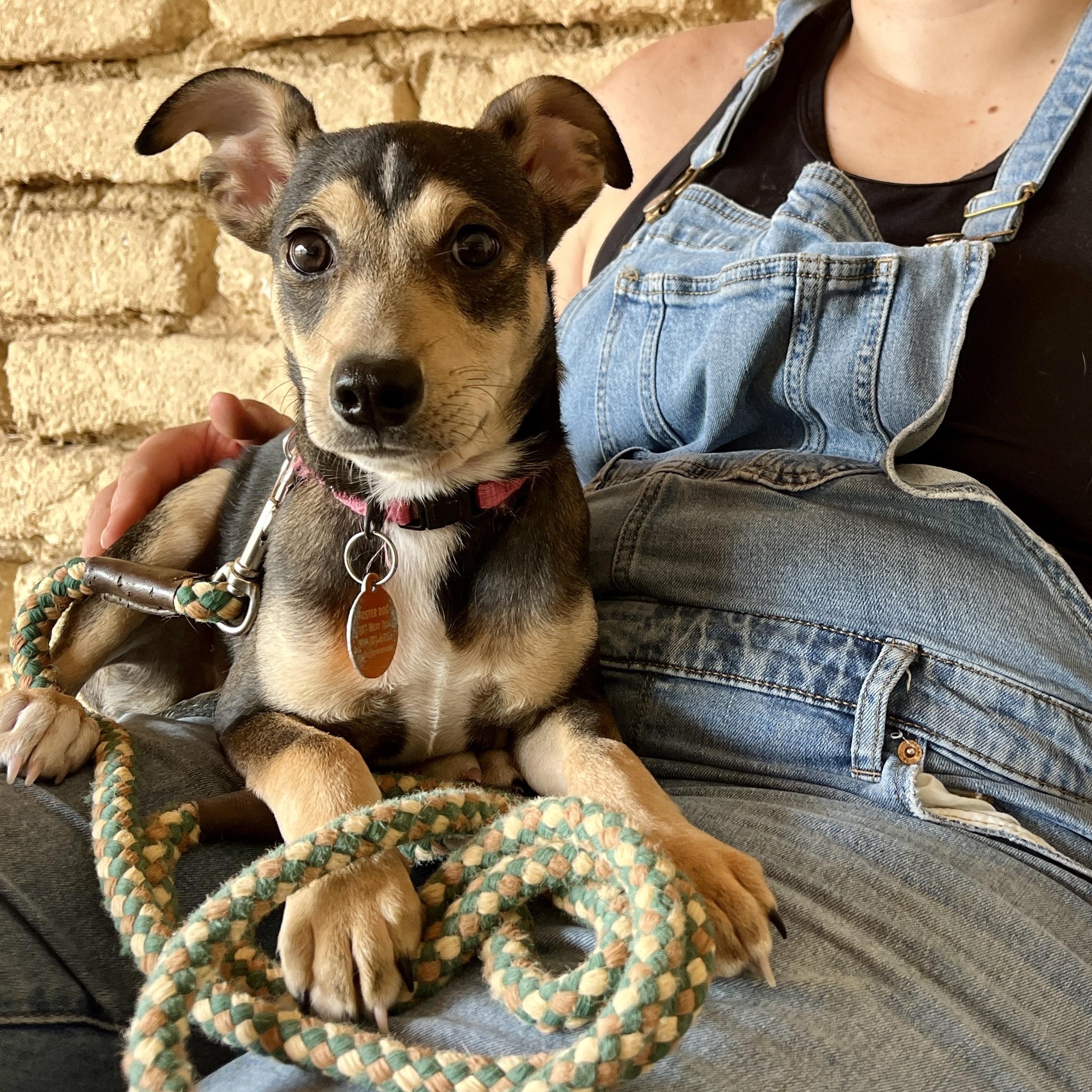 Enlarge Daisy, a ADOPTABLE mixed breed in Marfa, TX image 2/4