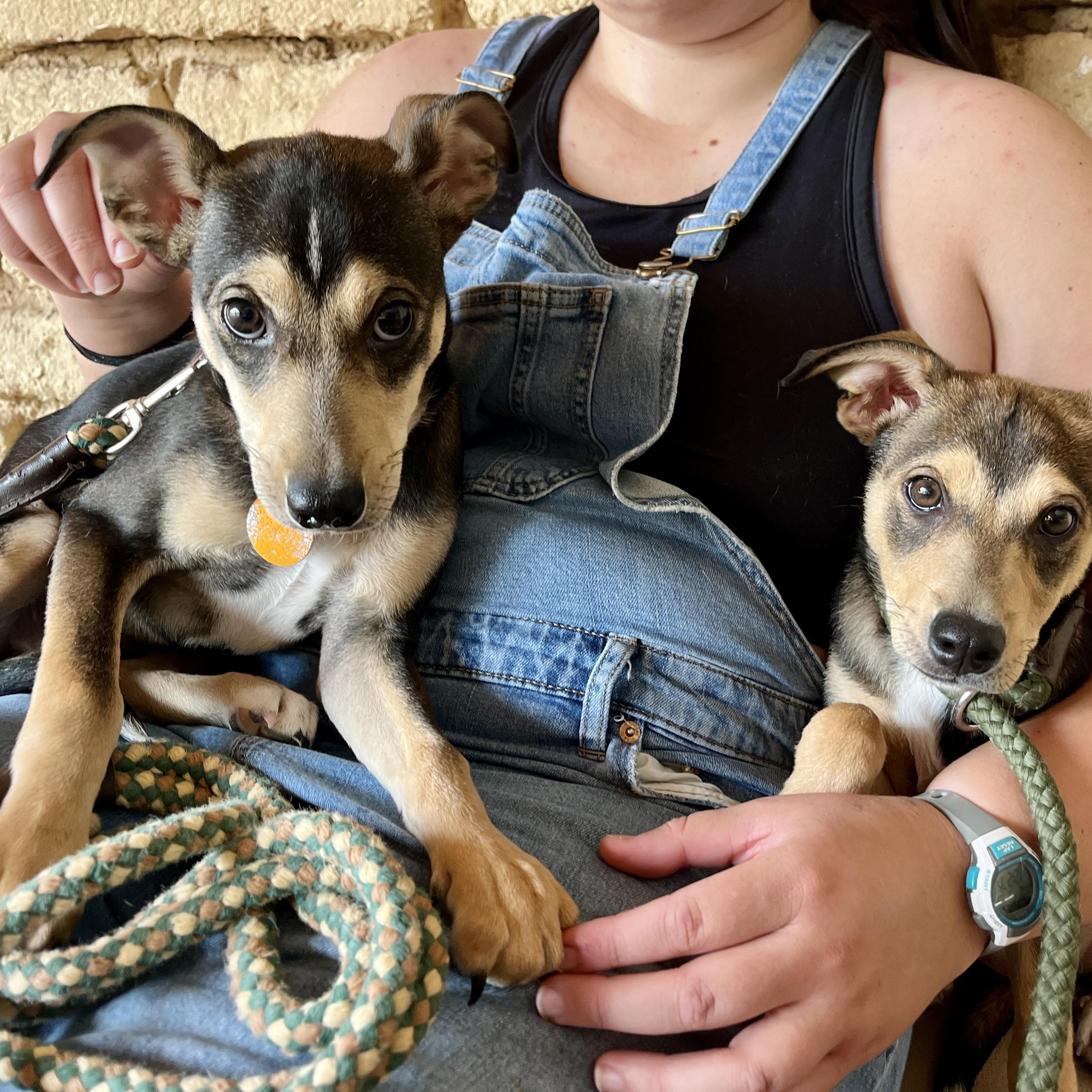 Enlarge Daisy, a ADOPTABLE mixed breed in Marfa, TX image 3/4