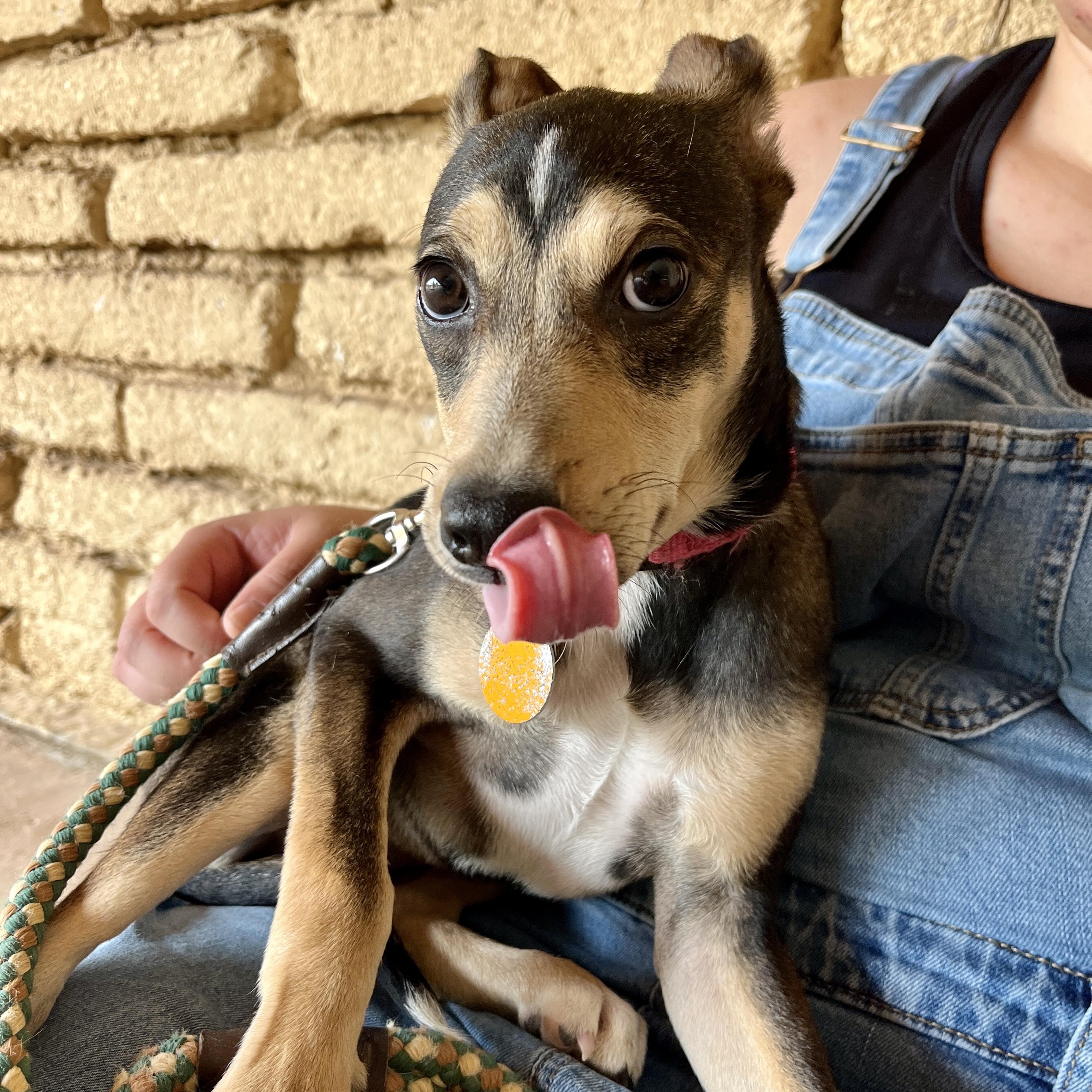Enlarge Daisy, a ADOPTABLE mixed breed in Marfa, TX image 4/4