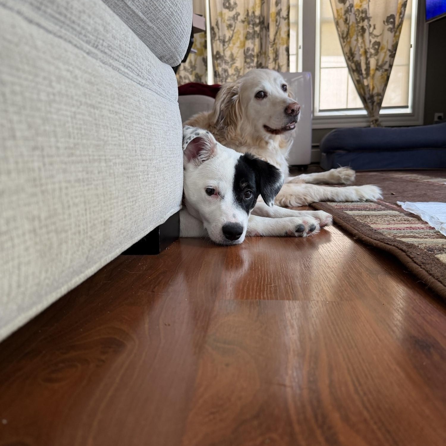Enlarge Amika, an adopted mixed breed in Cumberland, RI image 5/5