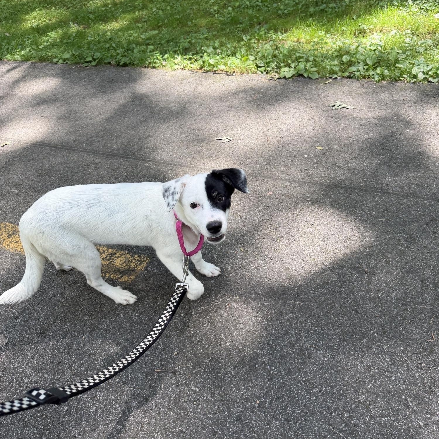Enlarge Amika, an adopted mixed breed in Cumberland, RI image 4/5