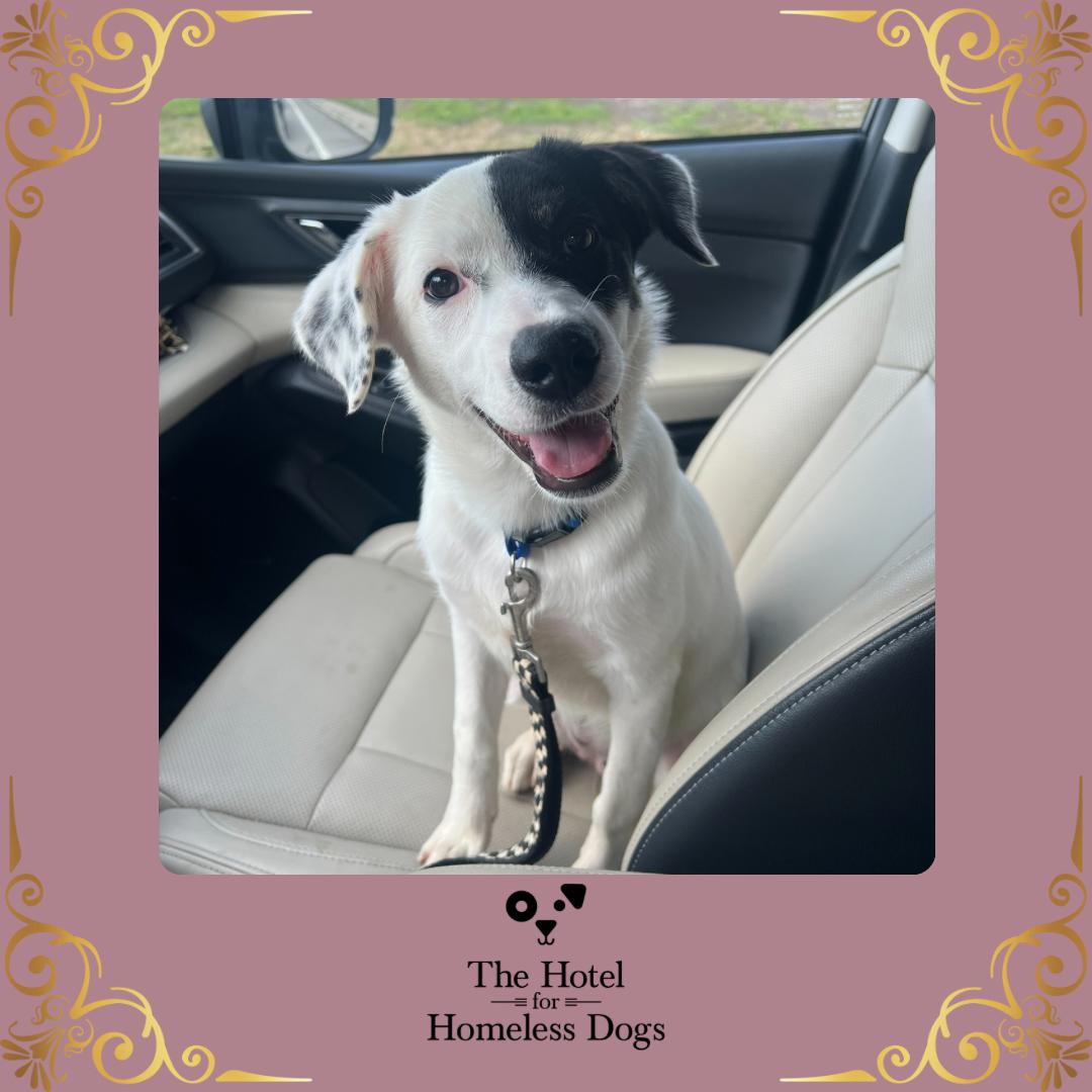 Amika, adopted, Puppy Female Labrador Retriever & Terrier.