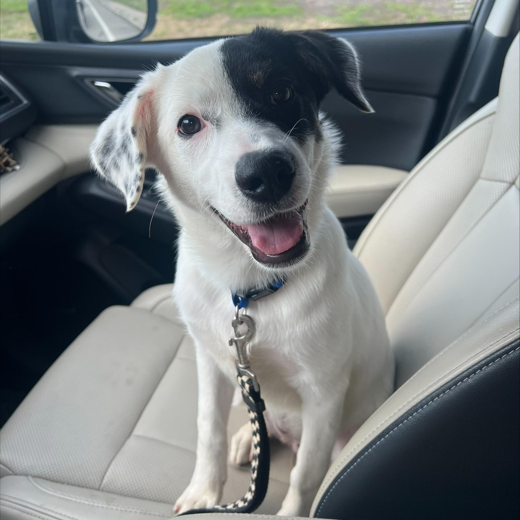 Enlarge Amika, an adopted mixed breed in Cumberland, RI image 2/5