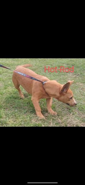 Hot Rod, a Adoptable mixed breed in Livingston, TX image 1/2