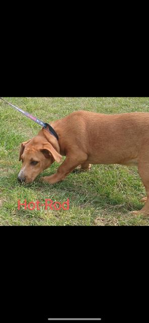 Hot Rod, a Adoptable mixed breed in Livingston, TX image 2/2