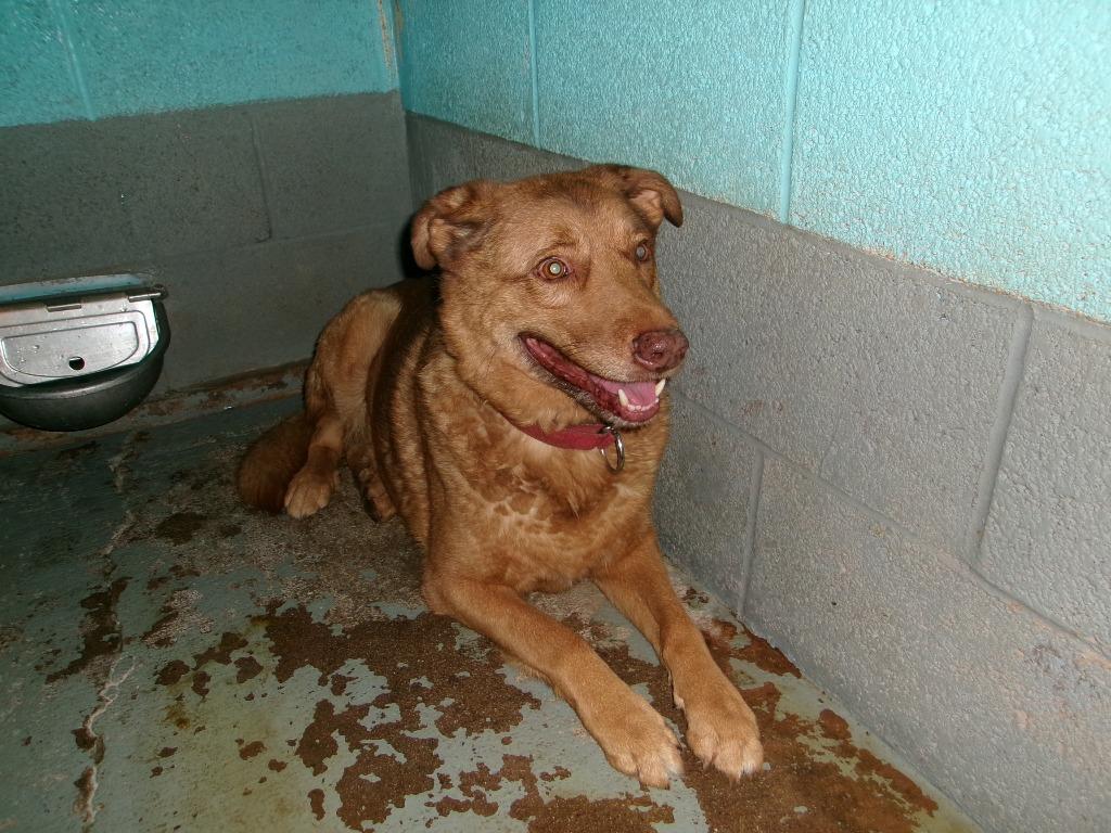 Disney, Adoptable, Adult Male Shepherd.