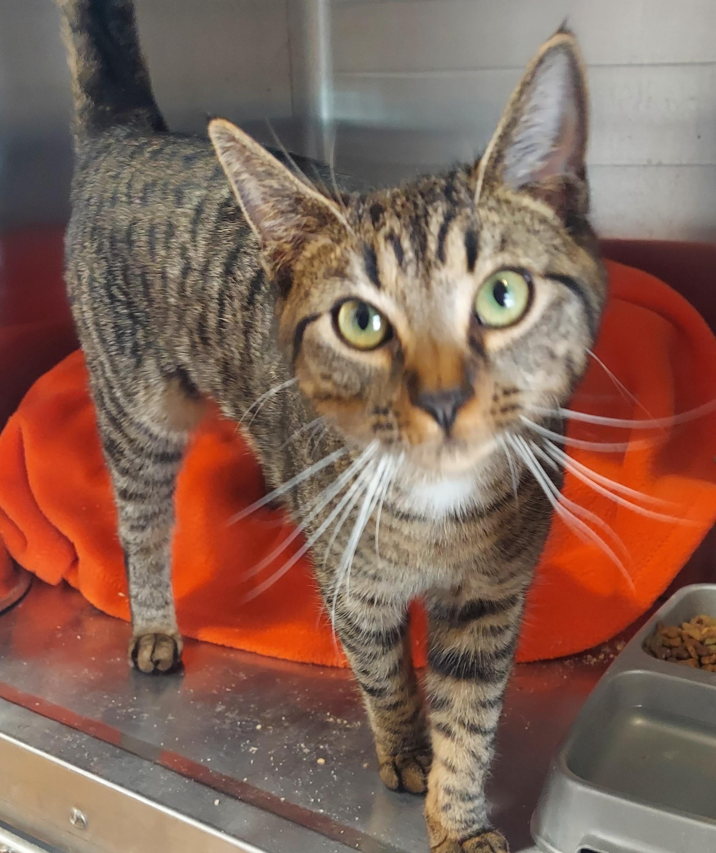 #9, ADOPTABLE, Young Female Domestic Short Hair.