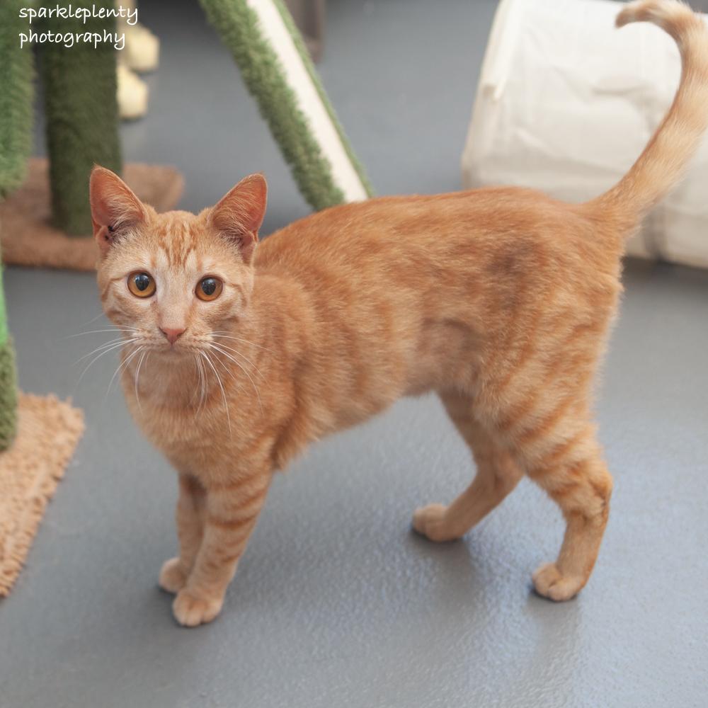 Rubia, adoptable, Kitten Female Domestic Short Hair.