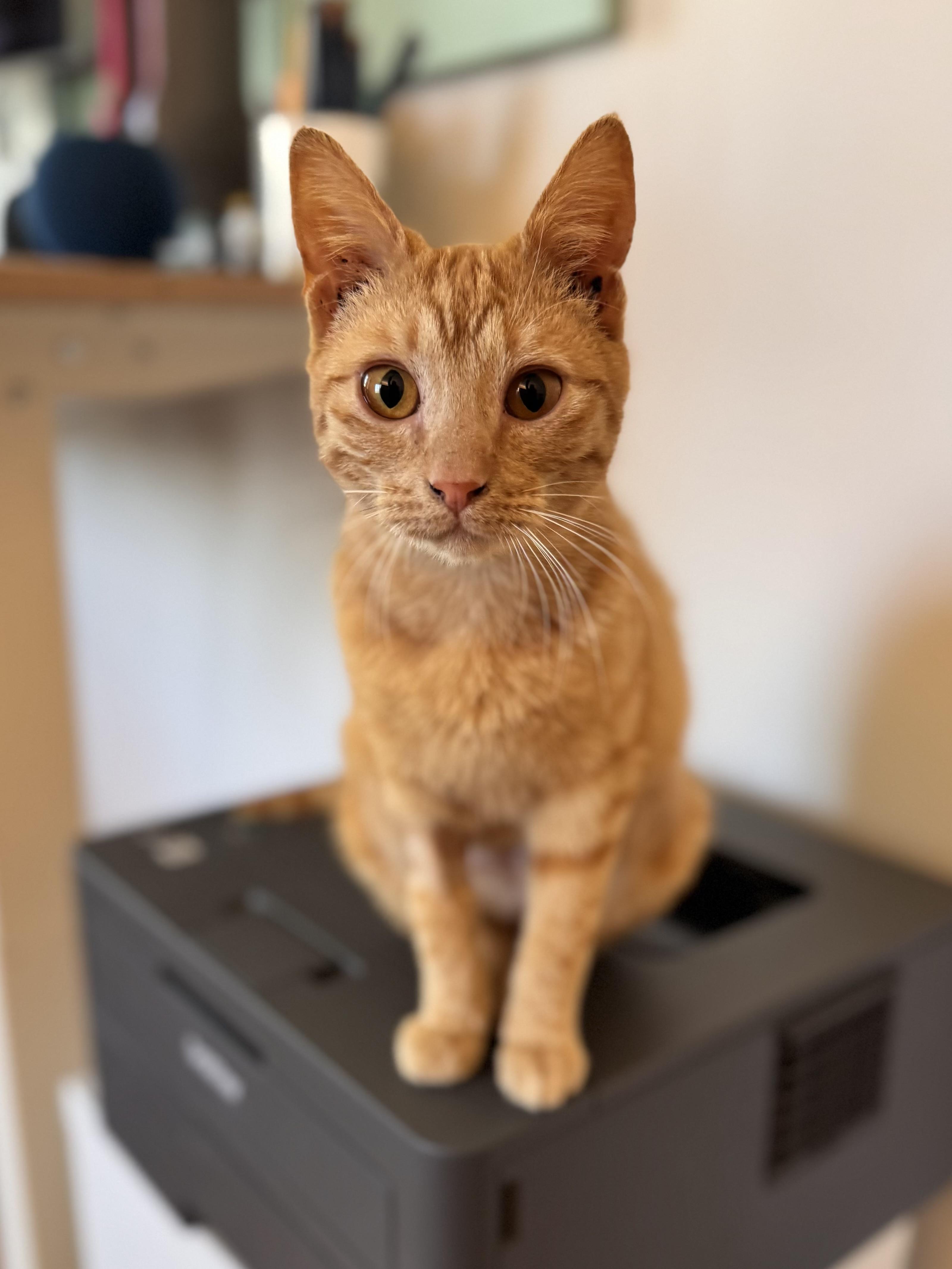 Enlarge Rubia, an adoptable Domestic Short Hair in Ridgefield, CT image 6/6