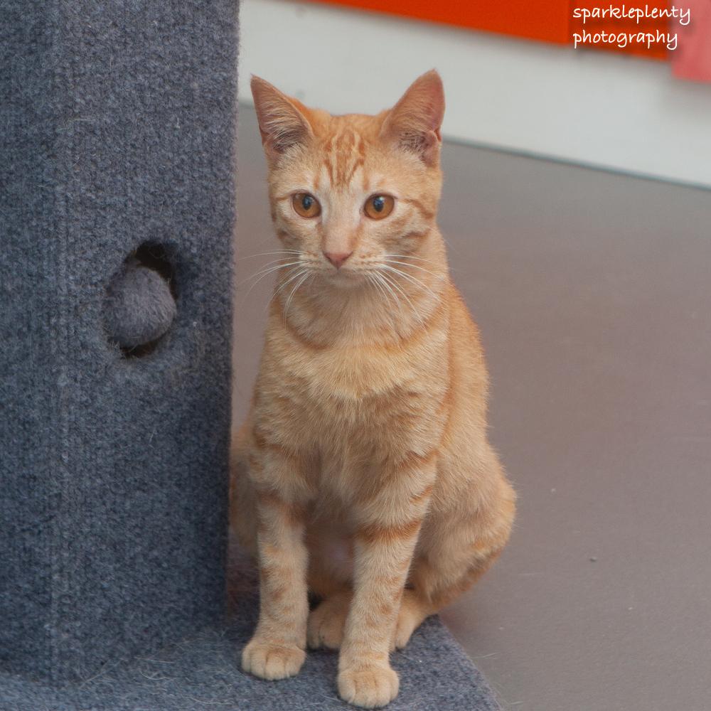 Enlarge Rubia, an adoptable Domestic Short Hair in Ridgefield, CT image 4/6