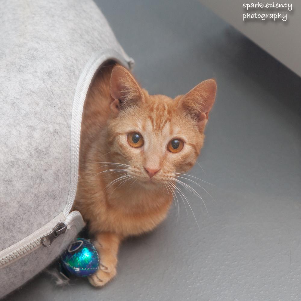 Enlarge Rubia, an adoptable Domestic Short Hair in Ridgefield, CT image 3/6
