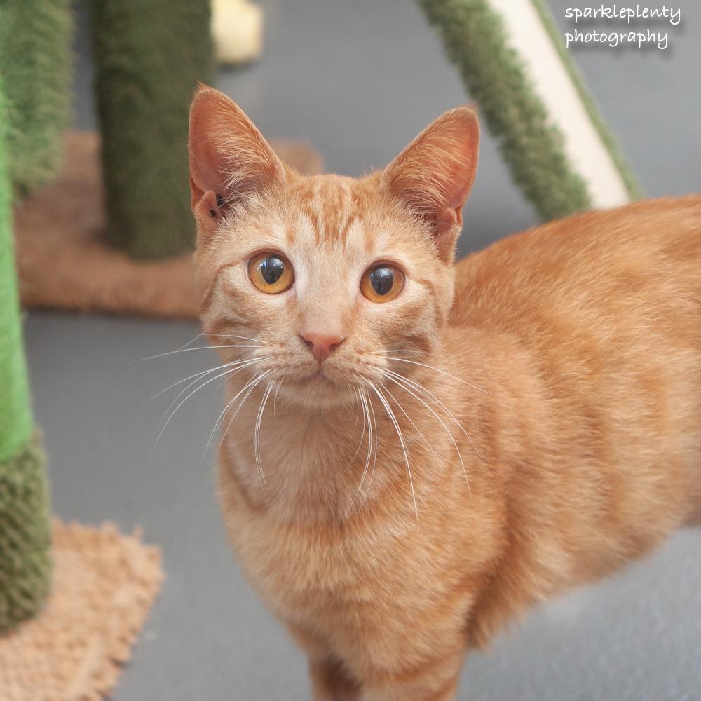 Enlarge Rubia, an adoptable Domestic Short Hair in Ridgefield, CT image 5/6