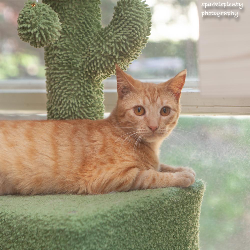 Enlarge Rubia, an adoptable Domestic Short Hair in Ridgefield, CT image 2/6