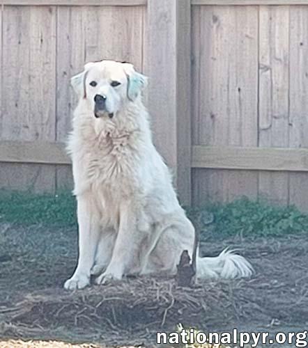 Bull in NY - Loves Playing With Dogs!