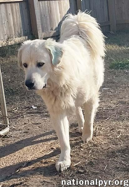 Bull in NY - Loves Playing With Dogs!