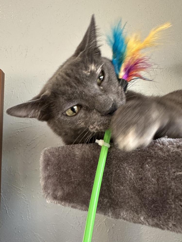 Enlarge Gryla, a Adoptable mixed breed in Dallas, TX image 1/6