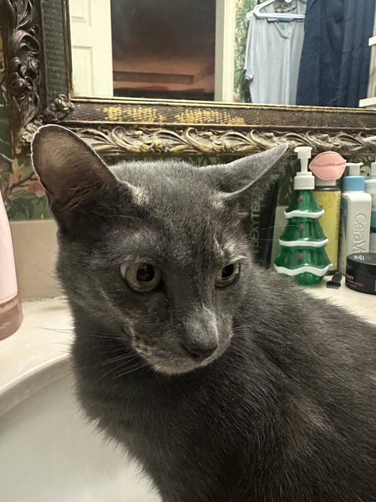 Enlarge Gryla, a Adoptable mixed breed in Dallas, TX image 2/6