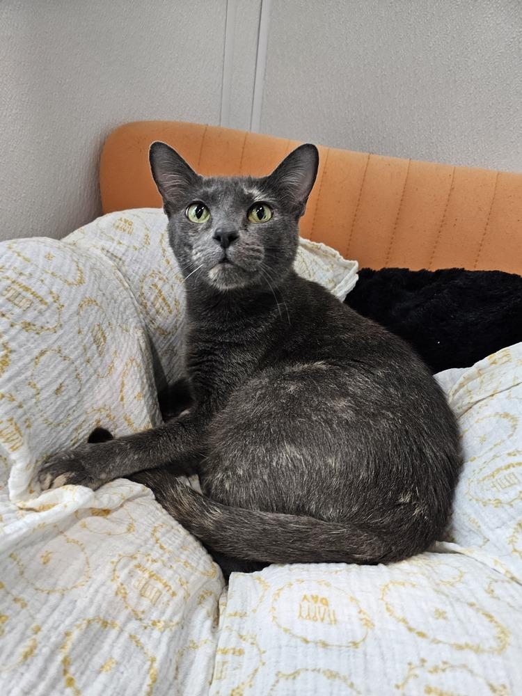 Gryla — thumbnail 3