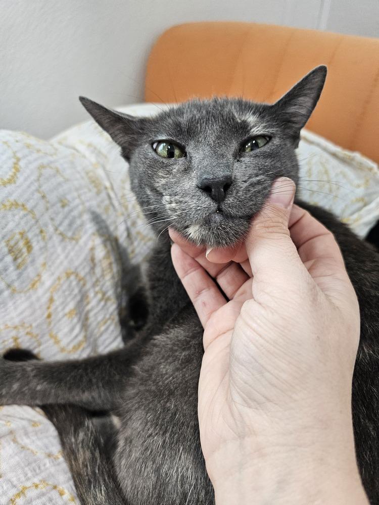 Enlarge Gryla, a Adoptable mixed breed in Dallas, TX image 4/6