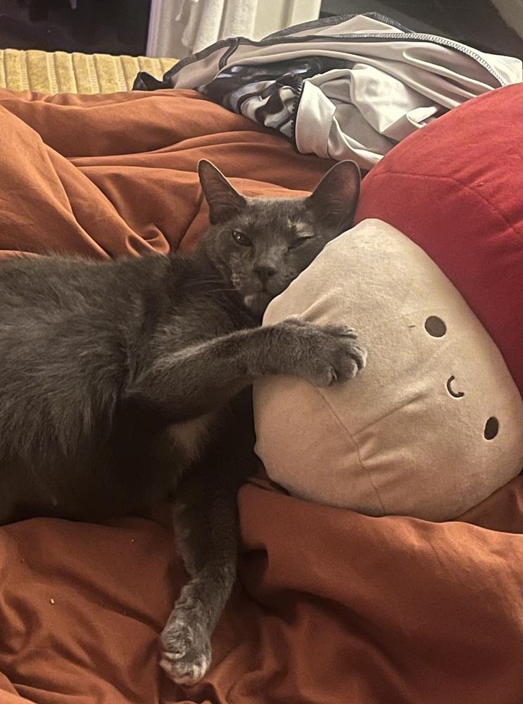 Enlarge Gryla, a Adoptable mixed breed in Dallas, TX image 5/6