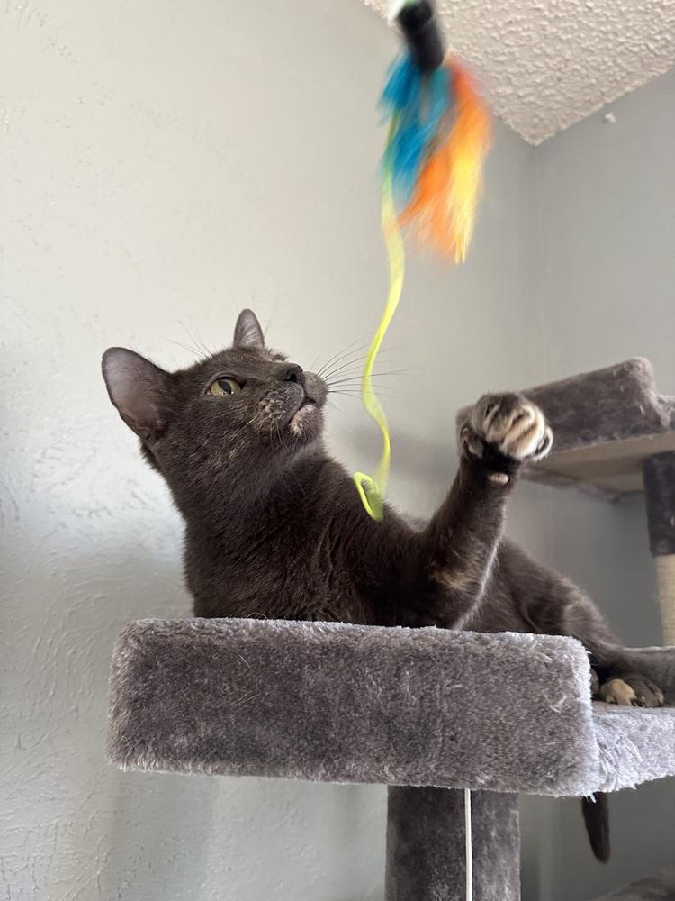 Gryla — thumbnail 6