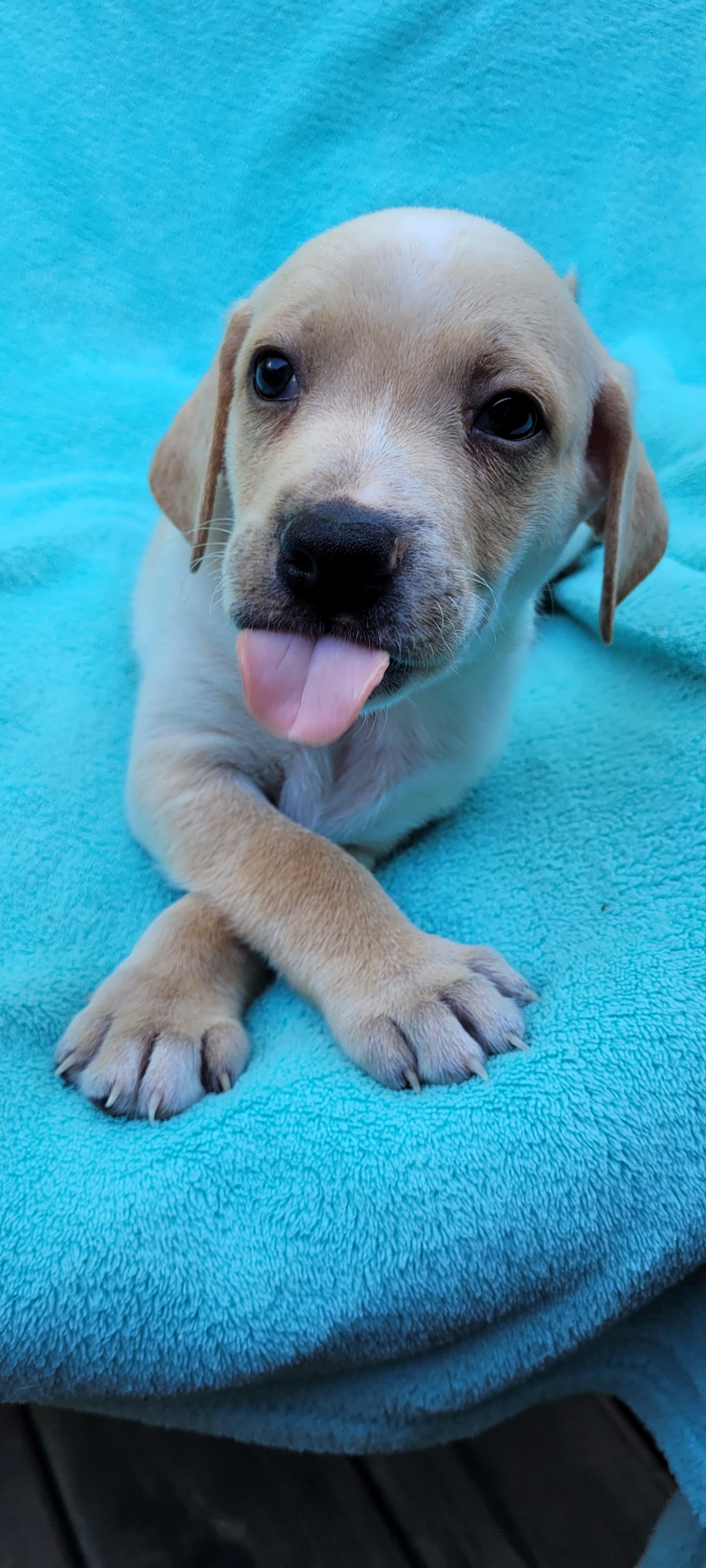 Dog for adoption Bryan ( Saturday Pet Supplies Plus 13 5348 Dixie