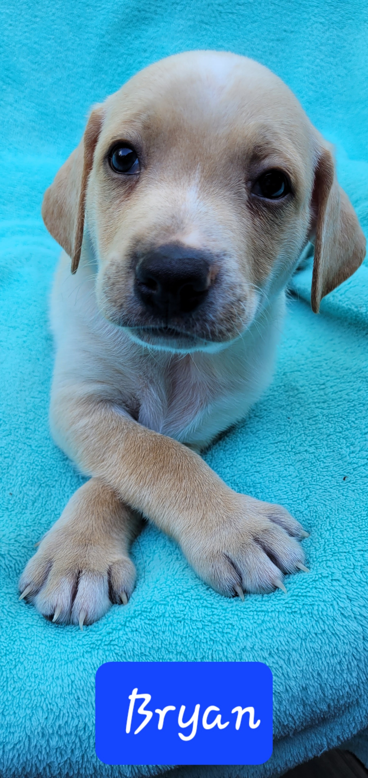 Dog for adoption Bryan ( Saturday Pet Supplies Plus 13 5348 Dixie